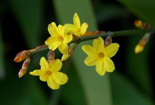 秦时明月手游范增属性_秦时明月手游明月组合_秦时明月手游项羽范增规律