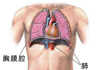 胸膜腔临床意义_医学3d动画胸膜腔_胸腔3d模型