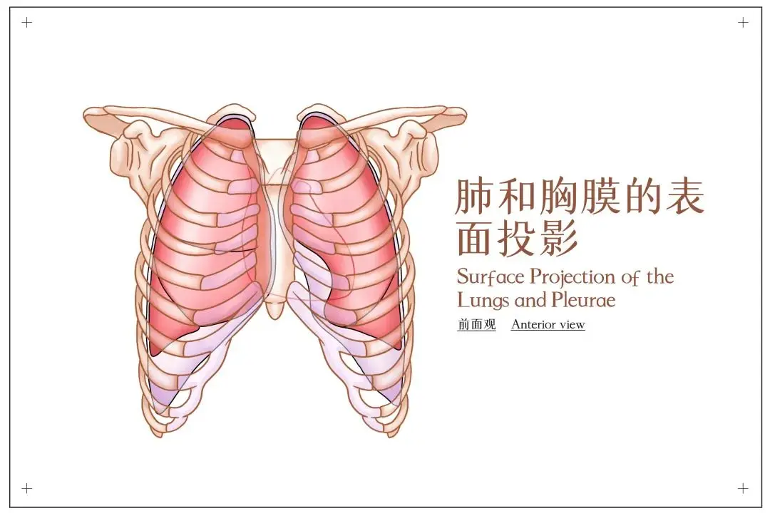 医学3d动画胸膜腔_胸膜腔临床意义_胸腔3d模型