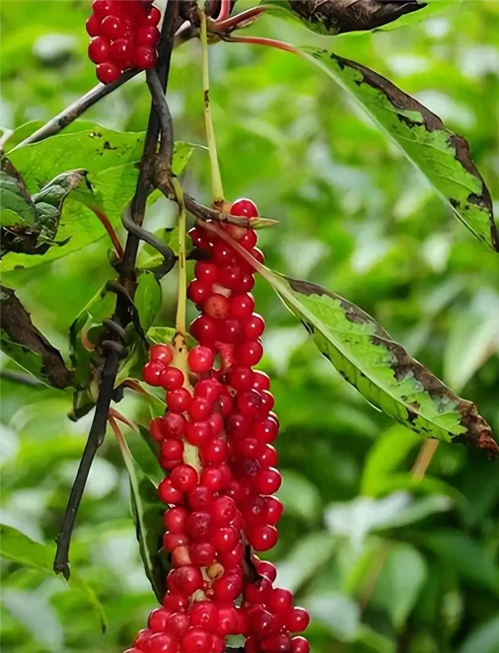 花椒直播等级经验值怎么算_花椒直播等级经验值怎么提升_花椒直播等级经验值